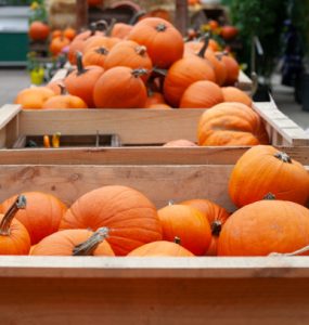 Row of boxes full of pumpkins | Salisbury Greenhouse - St. Albert, Sherwood Park