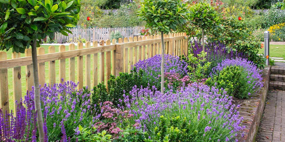 salisbury greenhouse-purple flowers in garden