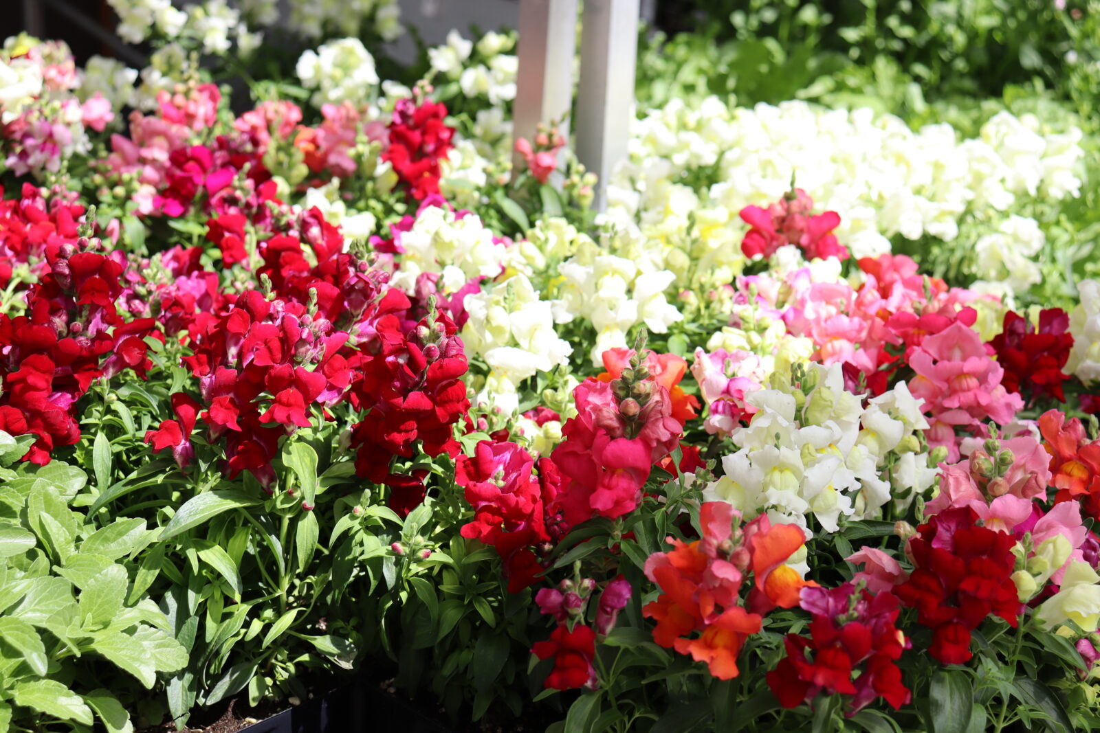 Assorted snapdragon flowers | Salisbury Greenhouse - St. Albert, Sherwood Park