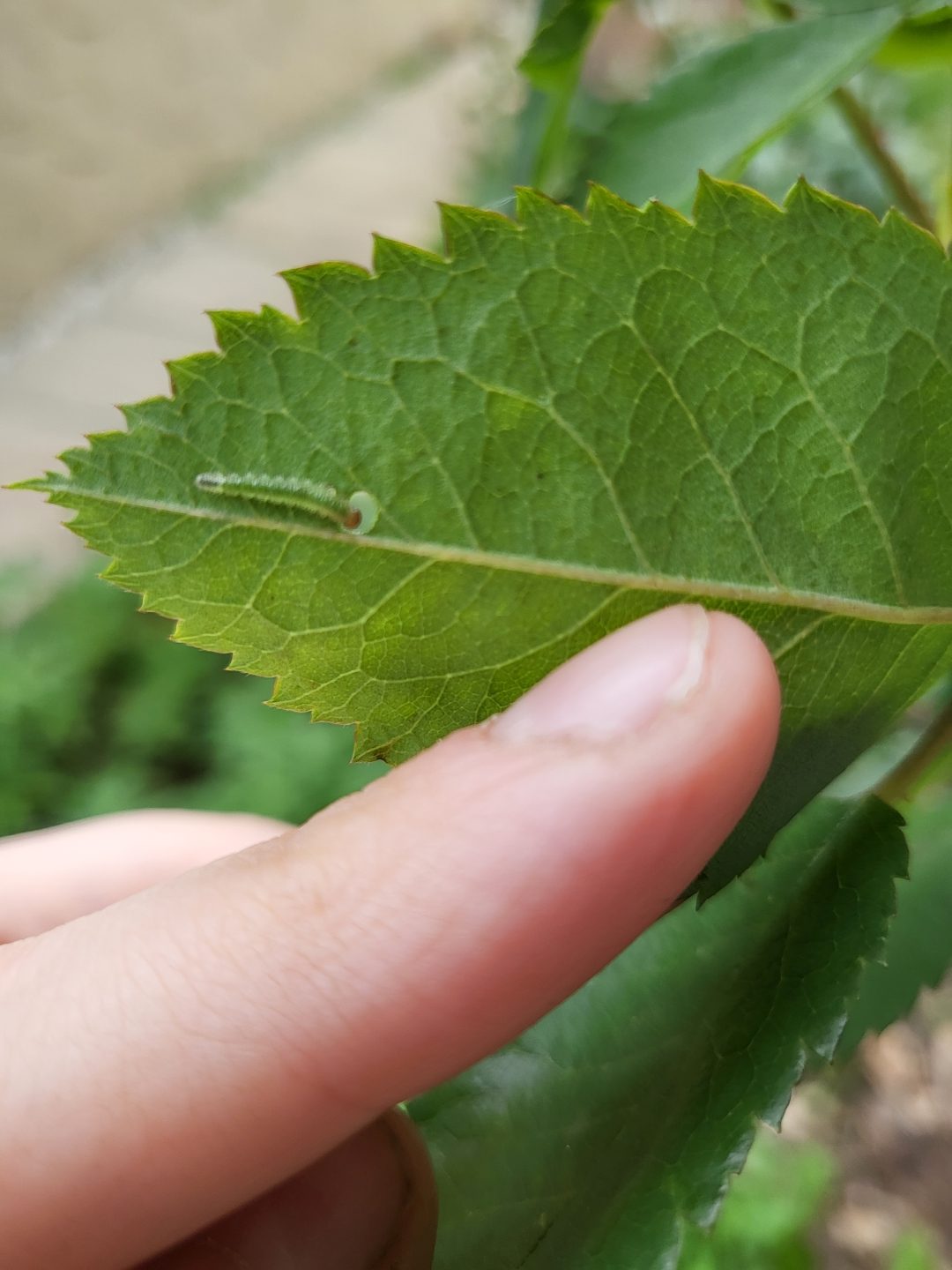 Rose slug on underside of leaf | Salisbury Greenhouse