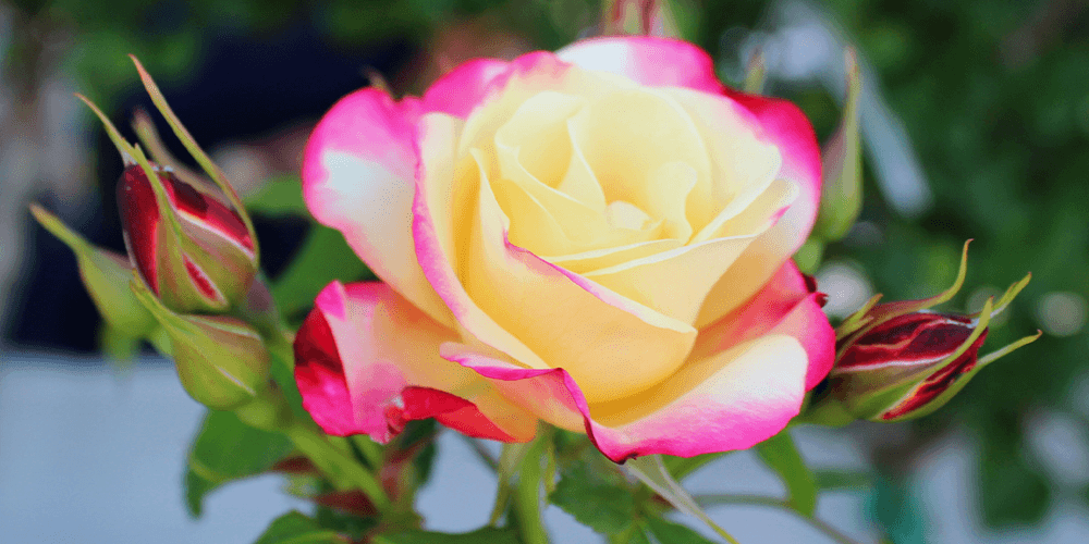 roses at Salisbury Floral Studio