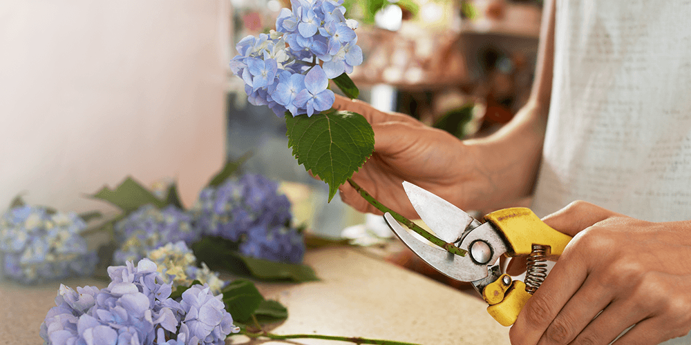 salisbury at enjoy floral studio cutting hydrangeas