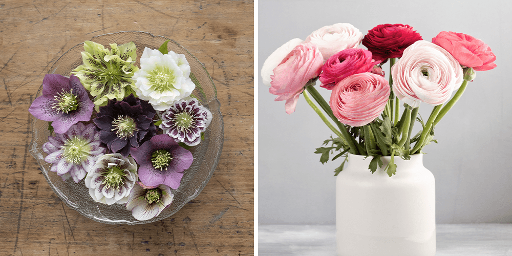 salisbury floral studio helleborous - ranunculus