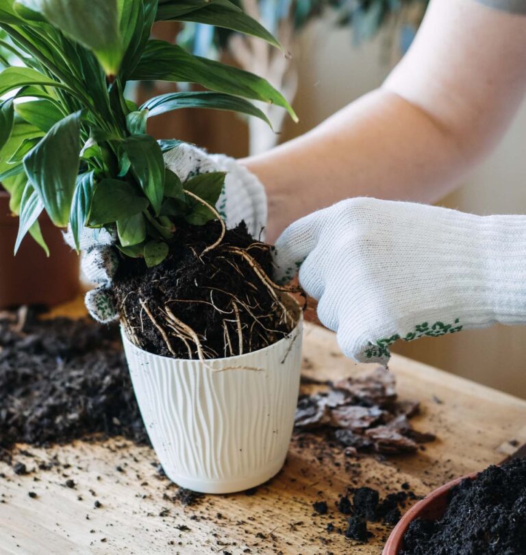 salisbury greenhouse - indoor plant repotting