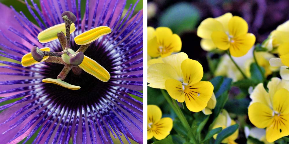 salisbury greenhouse -passion flower and pansies