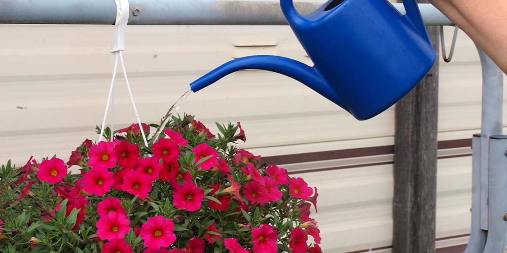 salisbury greenhouse -watering a hanging basket