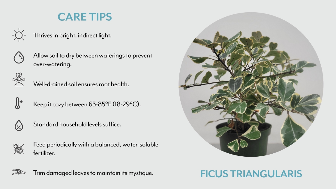 Ficus Triangularis Care Tips | Salisbury Greenhouse - St. Albert, Sherwood Park
