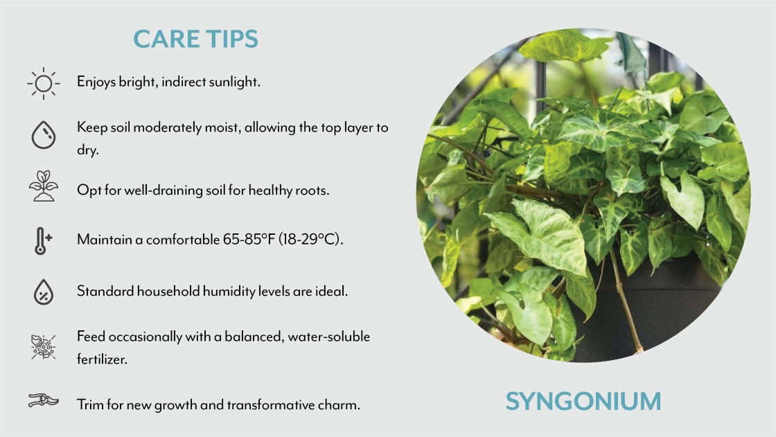 Syngonium Care Tips | Salisbury Greenhouse - St. Albert, Sherwood Park
