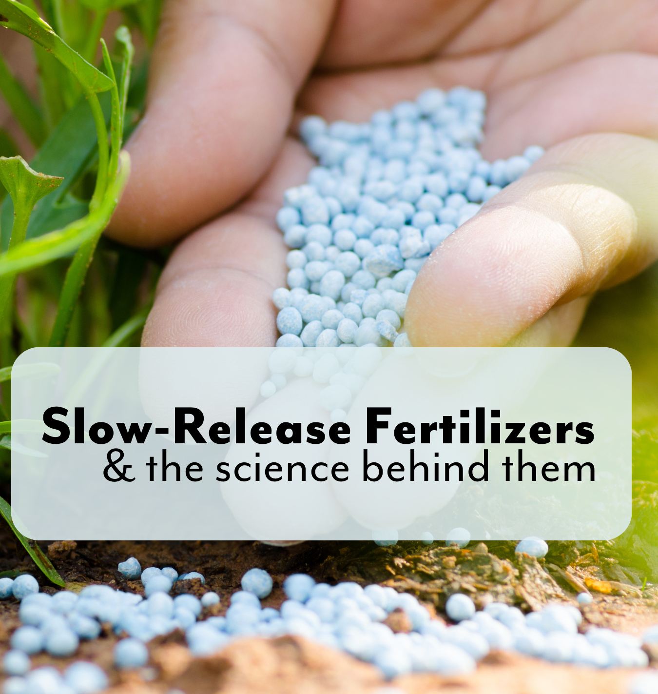 Slow Release Fertilizer blog feature image | Salisbury Greenhouse - St. Albert, Sherwood Park