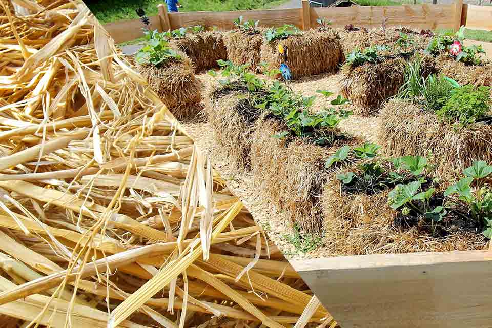 Straw Bale Gardening Salisbury Greenhouse