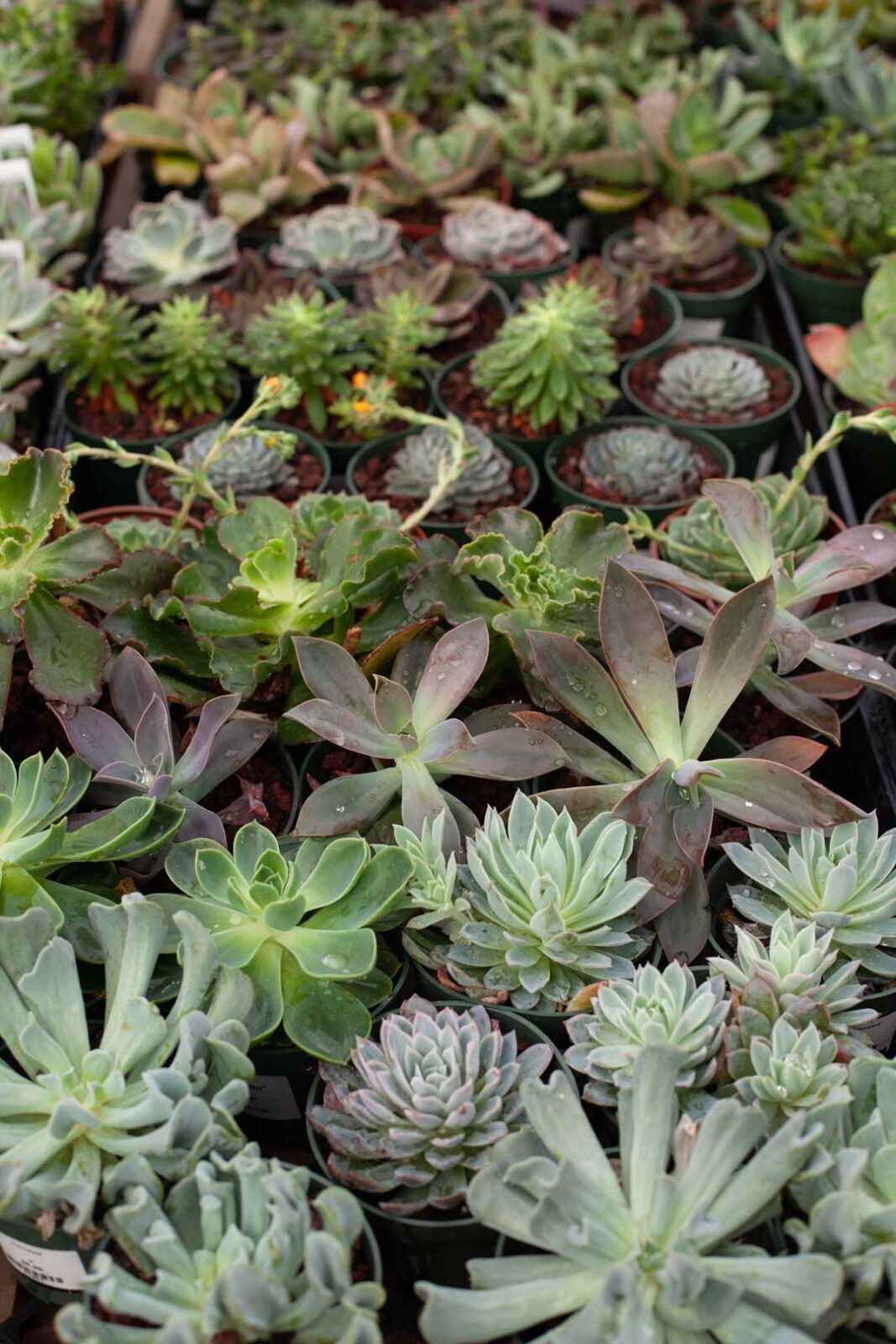 succulents-salisbury-greenhouse-st-albert-sherwood-park-edmonton