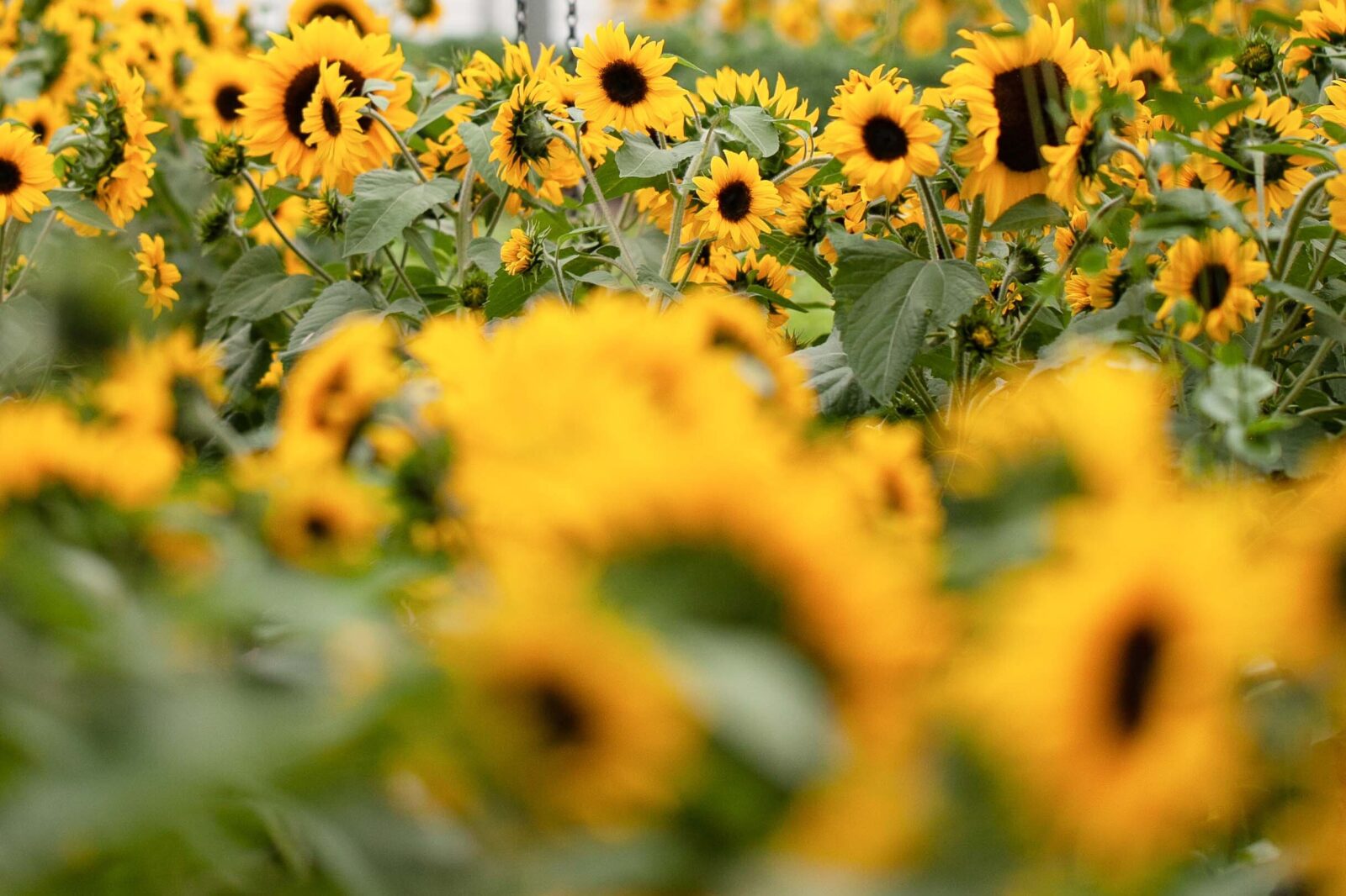 sunflowers_cropped
