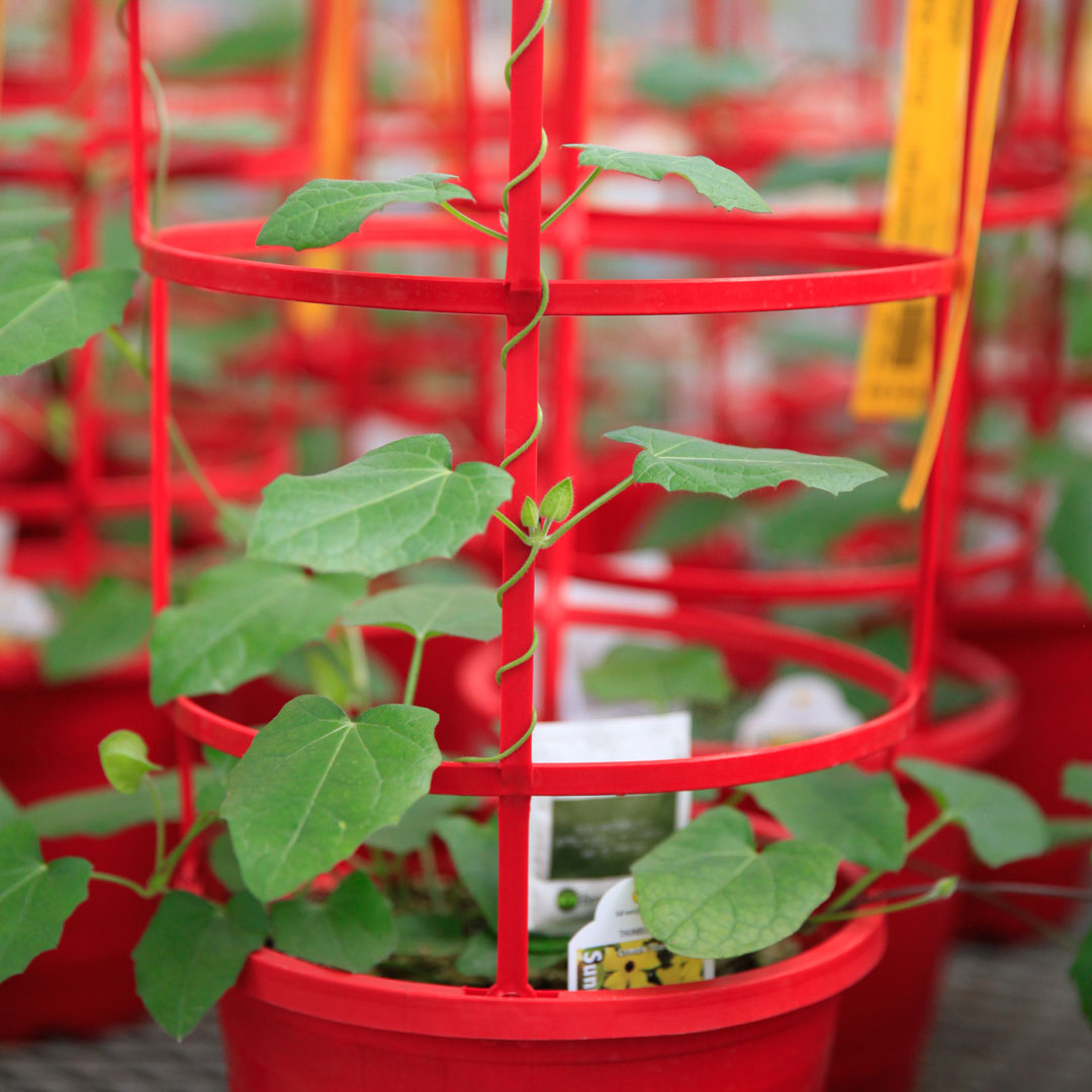 thunbergiacagesalisburygreenhousestalbertsherwoodparkedmonton