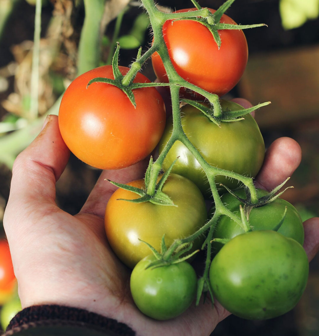 Growing tomatoes in Edmonton - Tips for Success