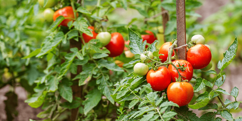 tomatoes staked in vegetable garden