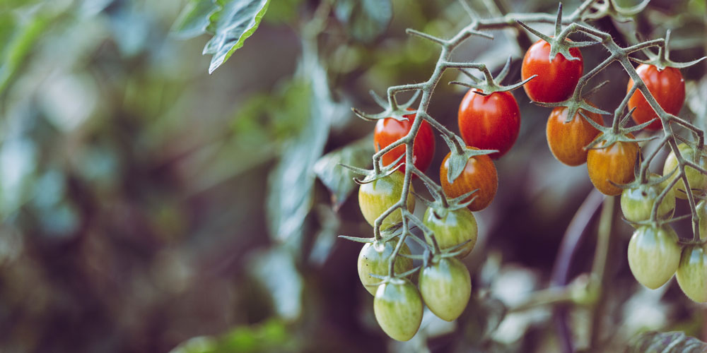 The ultimate guide to growing tomatoes