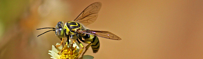 Wasp on flower | Salisbury Greenhouse - St. Albert, Sherwood Park