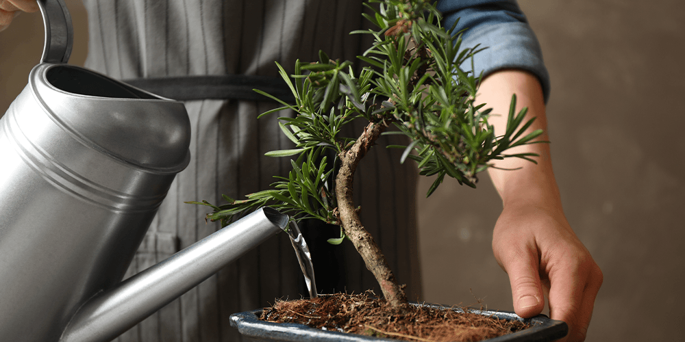 -watering bonsai Salisbury greenhouse