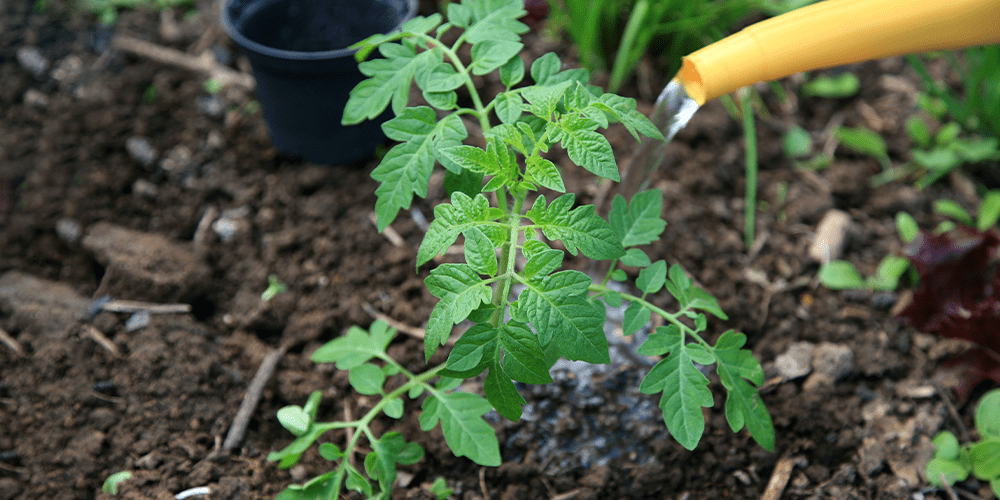 watering tomato seedlings