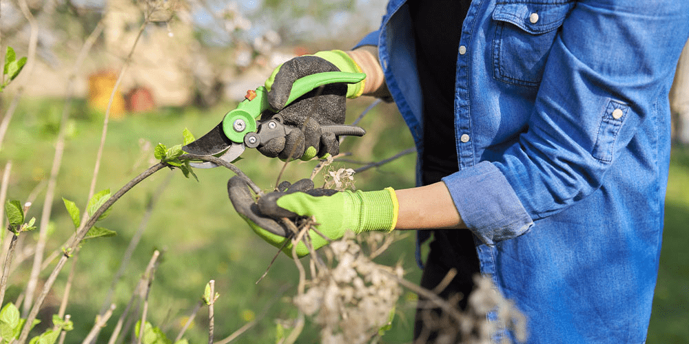 safe pruning practices