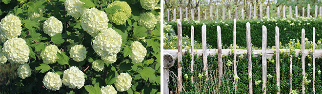 Viburnum and Rustic Garden Fence 