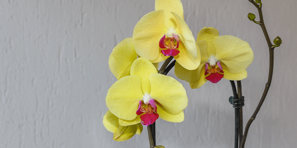 -yellow orchid blooming salisbury floral studio