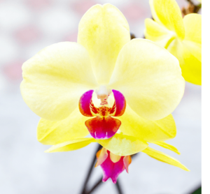 salisbury at enjoy floral studio yellow orchid flower