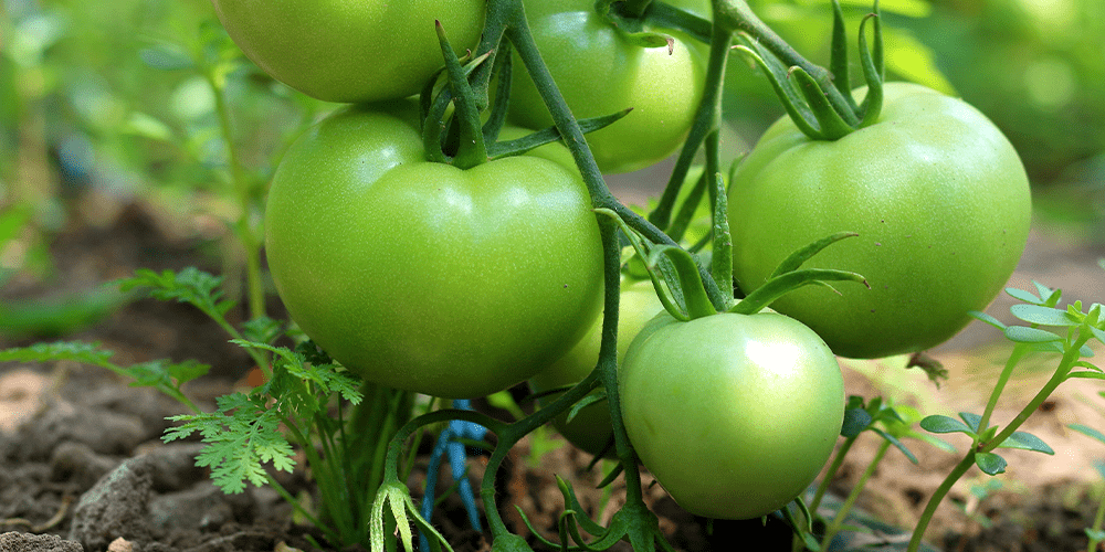 young green tomatoes on vine
