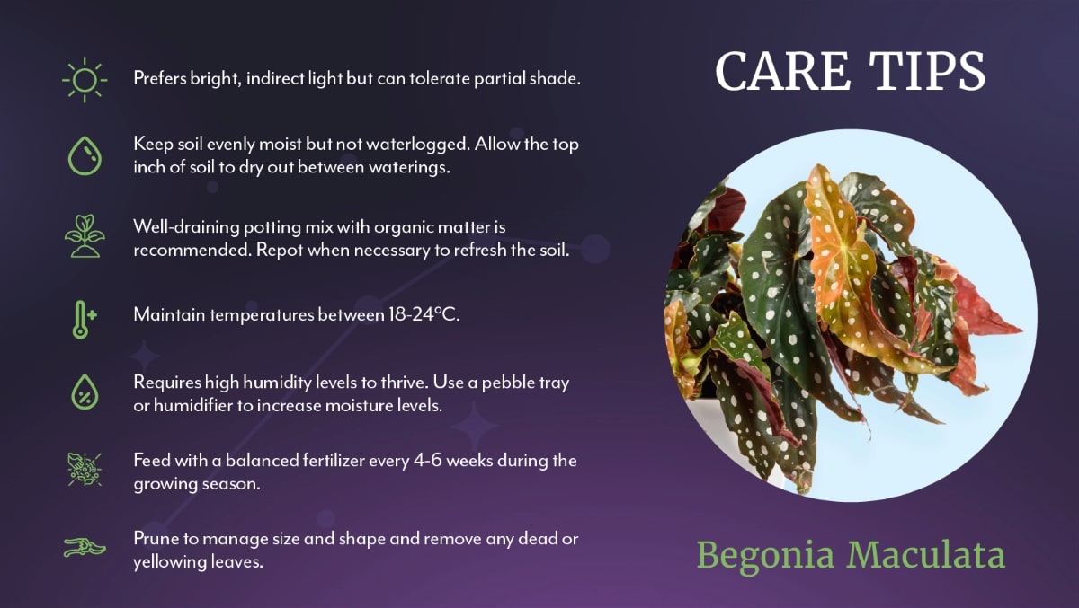 Begonia Care Tips - Salisbury Greenhouse's Aries Zodiac series