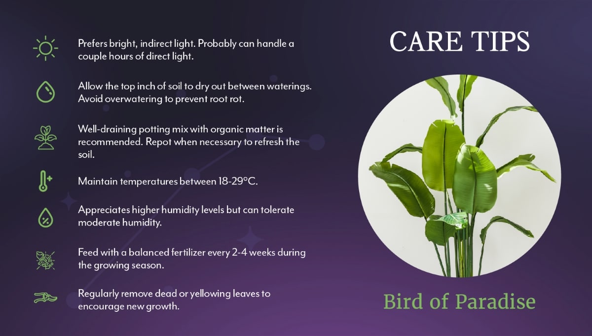 Bird of Paradise Care Tips - Salisbury Greenhouse's Aries Zodiac series