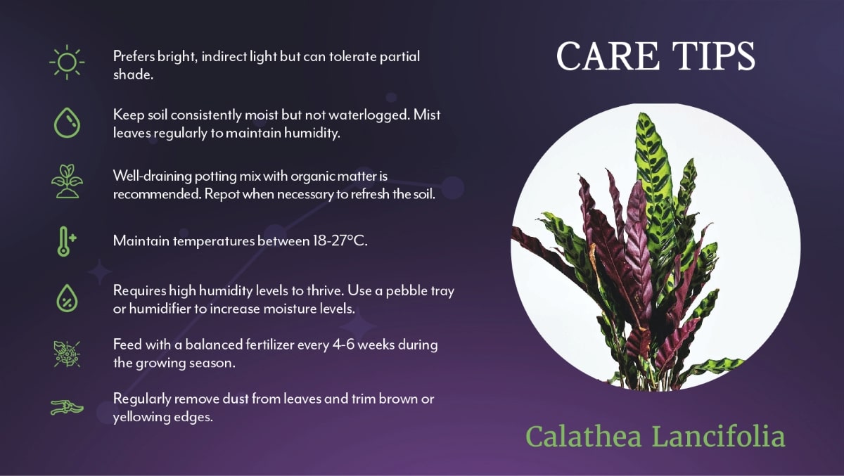 Calathia Lancifolia Care Tips - Salisbury Greenhouse's Aries Zodiac series