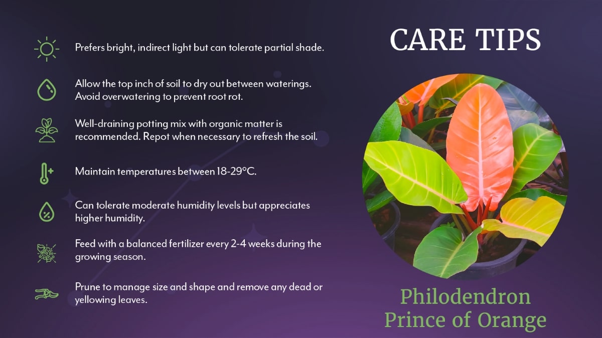 Prince of Orange Care Tips - Salisbury Greenhouse's Aries Zodiac series