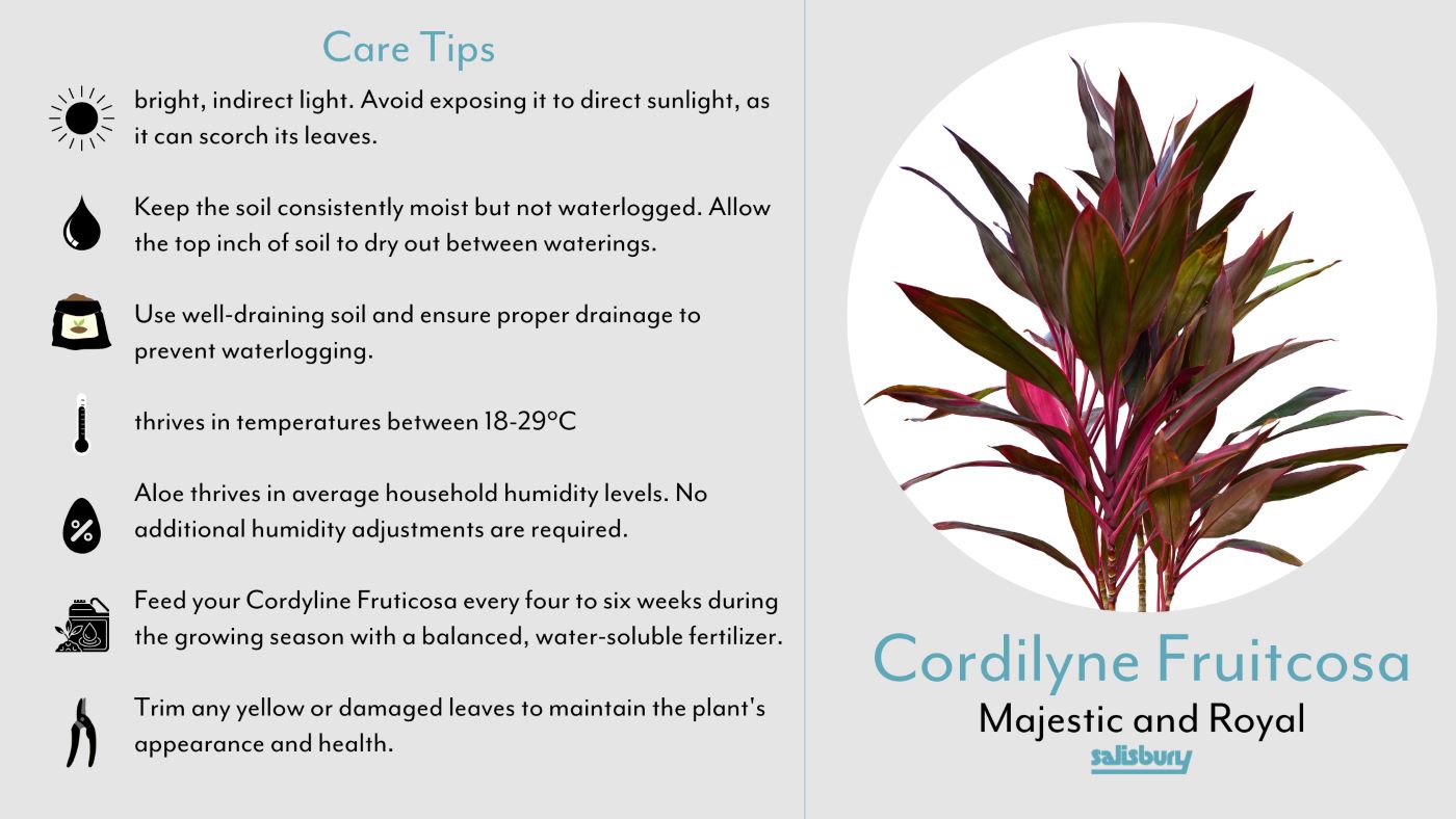 Cordilyne Fruitcosa care tips, Zodiac series - Salisbury Greenhouse - Sherwood Park, St. Albert